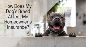blog image of a pit bull dog at its home; blog title: How Does My Dog’s Breed Affect My Homeowner’s Insurance