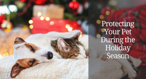 blog image of cat and dog cuddling in front of a christmas tree